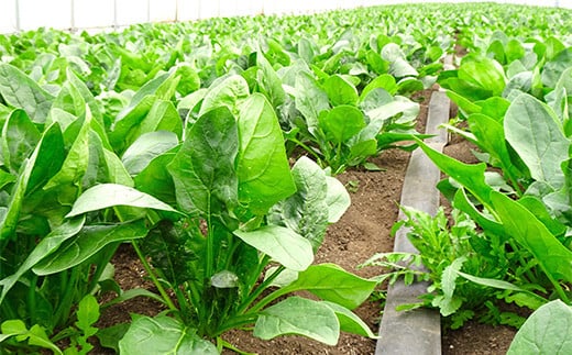 いわき農園の新鮮ほうれん草セット 2kg ホウレンソウ 野菜   YD-609