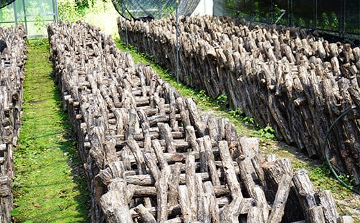 勝山さんの乾燥椎茸 120g（ミックスサイズ）岩手県山田町 三陸山田 岩手三陸産 椎茸 原木 野菜 きのこ  YD-716