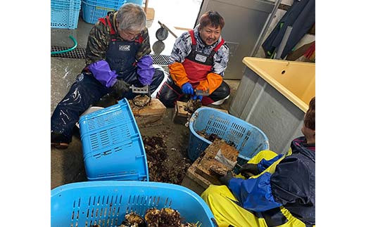 大福丸の剥き身牡蠣 約500g×2パック【三陸山田産】【沖縄・離島配送不可】三陸山田 山田町 山田湾 海産品 かき  YD-724