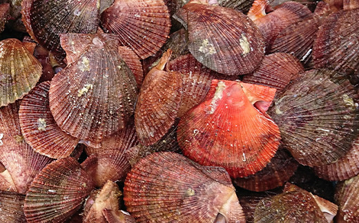 山田のあかちゃん（大瓶）1本 三陸山田 山田町 山田産 赤皿貝 ２枚貝 燻製 オリーブオイル おつまみ 無添加 手作り  保存食 備蓄 防災 災害対策 魚介 海産物 加工品 食品 YD-993