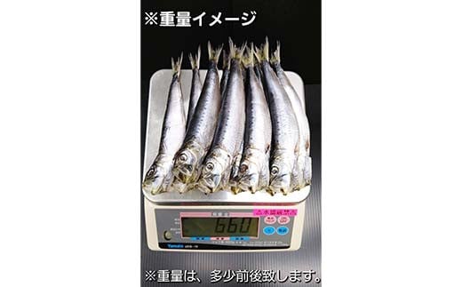 【訳あり】大和水産の大羽いわし（魚醤干し）10本 マイワシ まいわし   YD-830