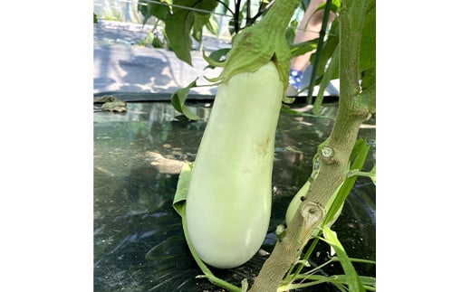 ≪先行予約 8月下旬～11月下旬発送！≫漉磯さんのお野菜おまかせ詰め合わせセット あやちゃんの野菜3kg 山田町 旬 新鮮野菜 ナス 長なす ピーマン 小茄子 にんじん 里芋 じゃがいも 里いも 親芋 キノコ  YD-892