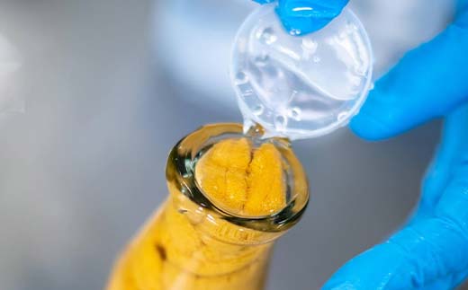 【2026年先行予約】菅原商店の生うに150g 2本 無添加ウニ キタムラサキウニ 特選 ミョウバン不使用【沖縄・離島配送不可】  YD-902