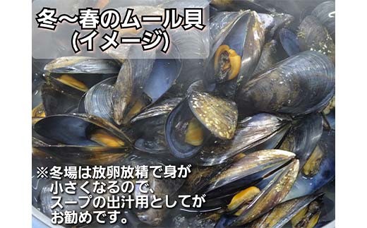 【DayDayで紹介されました！】ケッツラゲーおじさんのムール貝 2kg しゅうり貝 おつまみ 肴 アテ 海の幸 貝 魚介 海産物 食品 YD-619
