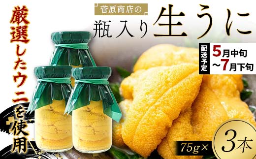 【2026年先行予約】菅原商店の生うに75g 3本【令和8年5月中旬～7月下旬配送予定】【配送日指定不可】【沖縄・離島配送不可】 三陸山田 山田町 牛乳瓶 海産品 無添加 ミョウバン不使用 雲丹 海栗 YD-923