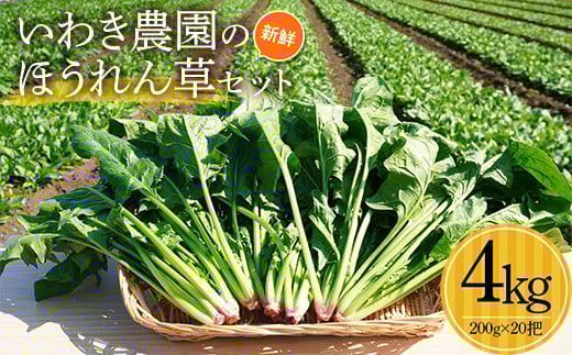 いわき農園の新鮮ほうれん草セット 4kg ホウレンソウ 野菜   YD-461