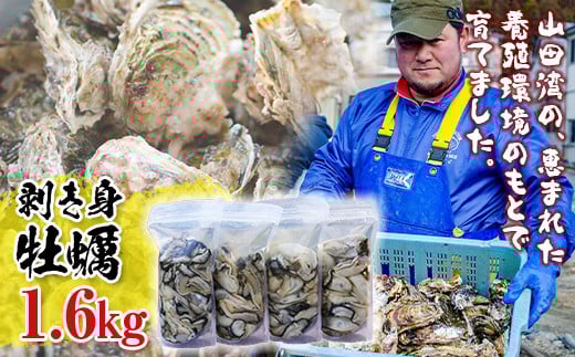 明神丸かき・ほたてきちの 剥き身牡蠣400g×4パック（1.6kg）セット  【配送日指定不可】【沖縄・離島配送不可】 三陸山田 海産品 海産物 かき シーフード  YD-497