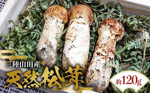 ≪2025年先行予約 9月中旬～10月下旬発送予定！≫「茸の匠」が採る 三陸山田産松茸約120g【芳賀榮三きのこ園】岩手県山田町 山田町 まつたけ きのこ名人 野菜 山田産野菜 秋の味覚【配送日指定不可】  YD-884