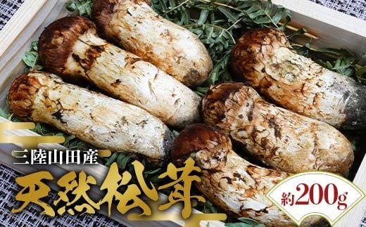 ≪2025年先行予約 9月中旬～10月下旬発送予定！≫「茸の匠」が採る 三陸山田産松茸約200g【芳賀榮三きのこ園】岩手県山田町 山田町 まつたけ きのこ名人 野菜 山田産野菜 秋の味覚 【配送日指定不可】  YD-885