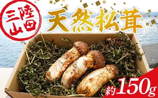 ≪2025年先行予約 9月中旬～10月下旬発送予定！≫ 大福丸の三陸山田産天然松茸 約150g【配送日指定不可】【沖縄・離島配送不可】 三陸山田 山田町 三陸産 野菜 きのこ  YD-894