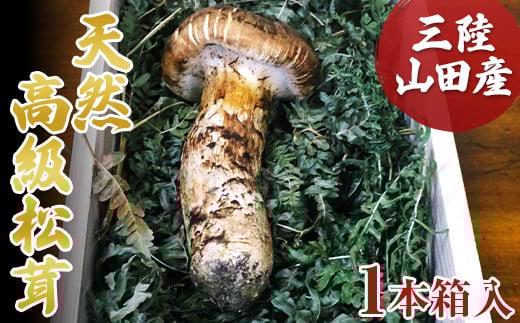 天然きのこ 松茸 国産 良品‼️ マツタケ まつたけ 大自然の凛さん採取その81 天然きのこ 松茸 国産 マツタケ まつたけ 山形県産 大自然の凛