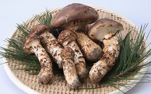 ≪産地直送≫　岩泉まつたけ  500g【配送不可地域：離島】