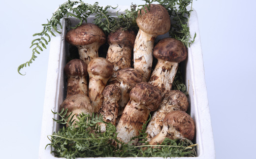 ≪産地直送≫　岩泉まつたけ  1kg【配送不可地域：離島】