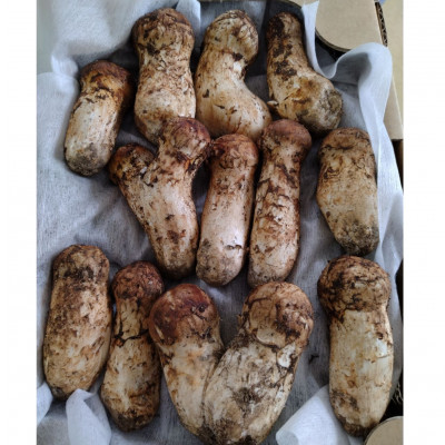 【2026秋発送】岩泉まつたけ　コロ200g【配送不可地域：離島】