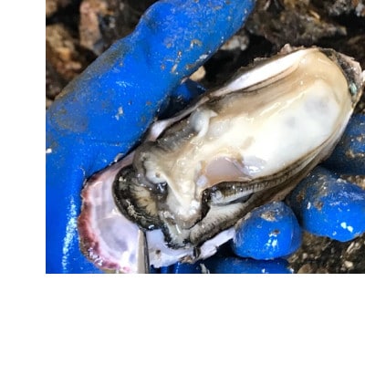 牡蠣佃煮4箱セット