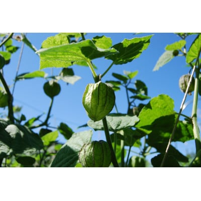 フルーツほおずきのジャムとソース各1瓶