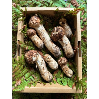 産地直送　岩手県岩泉町産まつたけ　ご家庭用不揃いセット300g【配送不可地域：離島】