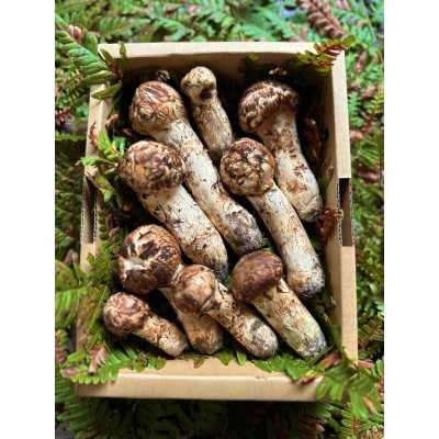 【2026秋発送】産地直送　岩手県岩泉町産まつたけ　ご家庭用不揃いセット500g【配送不可地域：離島】