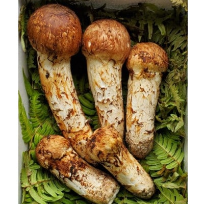 【2026年秋発送】岩手県岩泉産松茸　300g前後(250g～350g)(詰め合わせ)【配送不可地域：離島】