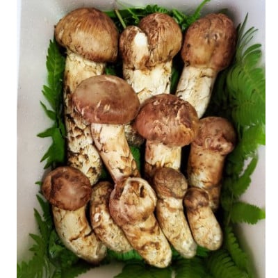 【2026年秋発送】岩手県岩泉産松茸　500g前後(450g～550g)(詰め合わせ)【配送不可地域：離島】