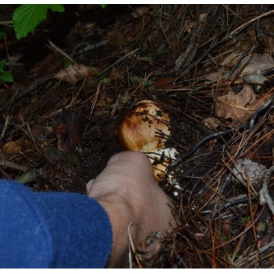 【2026年】秋発送岩泉産朝採り松茸200g【配送不可地域：離島】