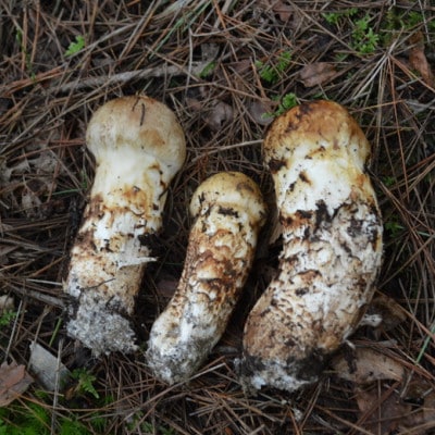 岩泉産朝採り松茸300g【配送不可地域：離島】