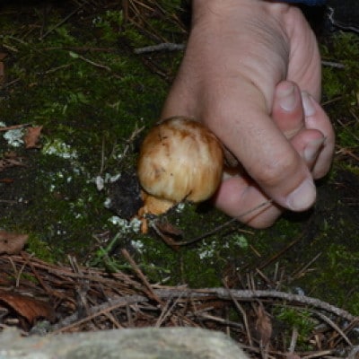 岩泉産朝採り松茸400g【配送不可地域：離島】