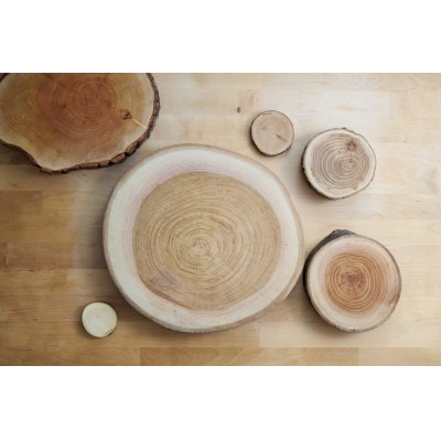 岩泉の森の樹のプレート10樹種set