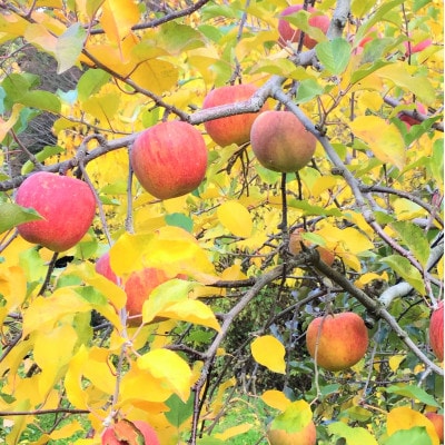 岩手県岩泉町産りんご　サンふじ(5キロ:約12個)