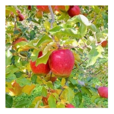 岩手県岩泉町産 りんご2品種(サンふじ・大夢)食べくらべ! 3キロ(約8個)