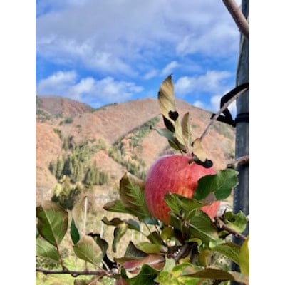 岩手県岩泉町産 りんご2品種(サンふじ・大夢)食べくらべ! 5キロ(約12個)