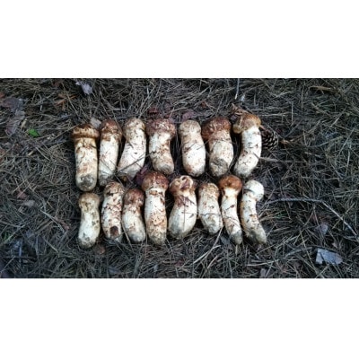 岩手県久慈産】松茸 595g 2025/10/05早朝採れ 岩手県産松茸 100g