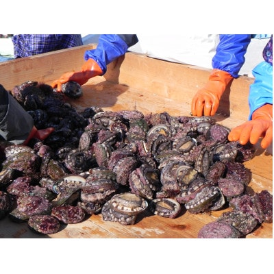 三陸小本浜産冷凍天然あわび　800g(8個入り)【配送不可地域：離島】