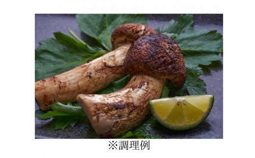 岩泉まつたけ 直送 1kg【配送不可地域：離島】