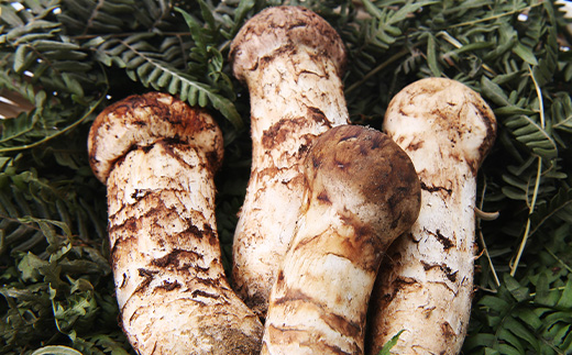 【2026秋発送】【特選】岩泉まつたけ 直送 300g【配送不可地域：離島】