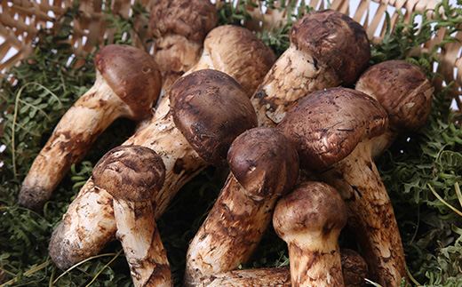 ≪産地直送≫　岩泉まつたけ  500g【配送不可地域：離島】