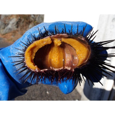 三陸小本産生ウニ　150g瓶入り【配送不可地域：離島・沖縄県・九州】