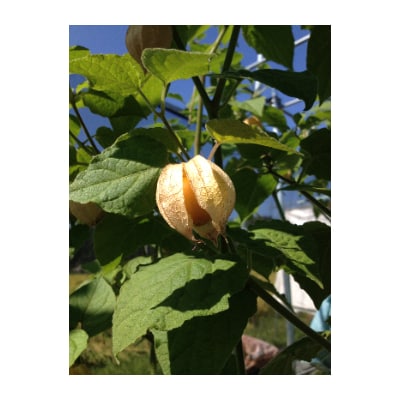 フルーツほおずきのジャムとスイーツソースセット