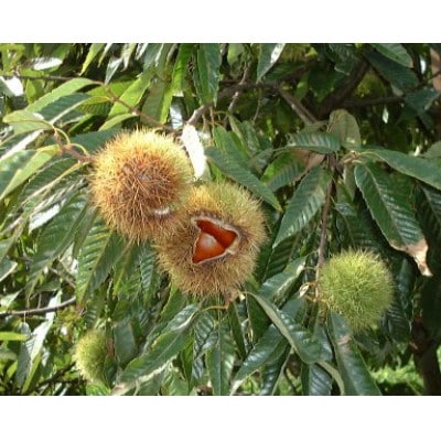 深山　栗しぼり【配送不可地域：離島】