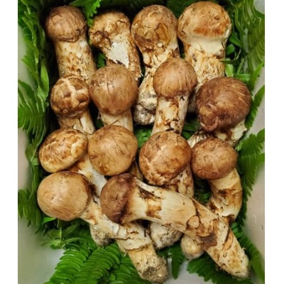 【2026年秋発送】岩手県岩泉産松茸　500g前後(450g～550g)(詰め合わせ)【配送不可地域：離島】