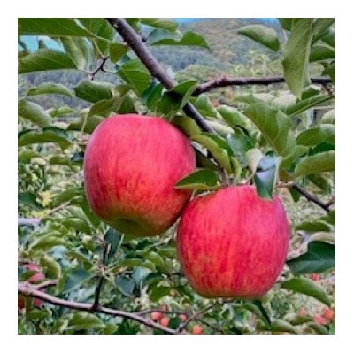 岩手県岩泉町産りんご(3キロ:約6個)希少品種!「大夢(おおゆめ)」岩手沿岸地域のみで育てる新品種　