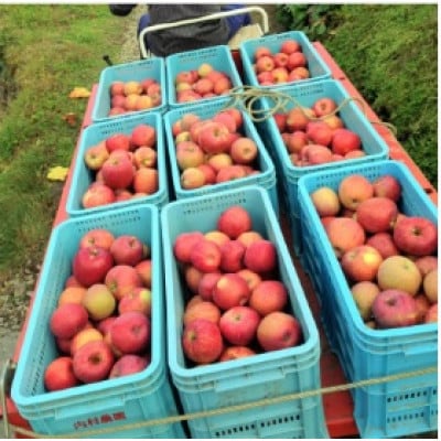 岩手県岩泉町産りんご　サンふじ(3キロ:約8個)