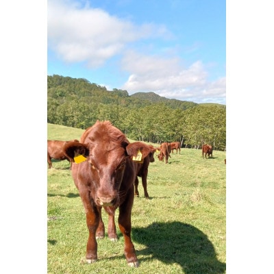いわいずみ短角牛タレ漬けホルモンとハンバーグの詰め合わせセット【配送不可地域：離島】