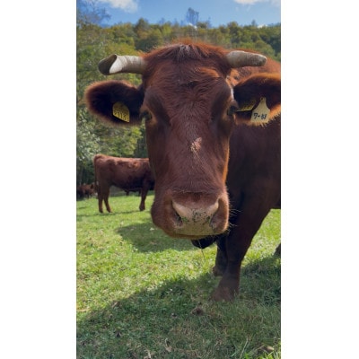 短角牛おまかせ焼肉セット【2～3人前】【配送不可地域：離島】