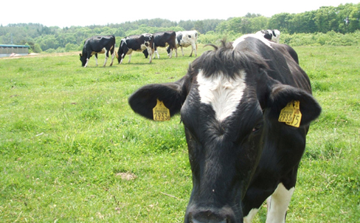 岩泉ヨーグルト2袋セット(加糖1kg×2袋)【配送不可地域：離島】