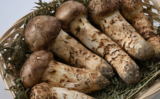 岩泉まつたけ 500g【配送不可地域：離島】