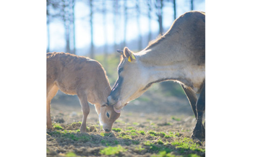 なかほら牧場のフローズンヨーグルト3種各2個　合計6個セット【配送不可地域：離島】