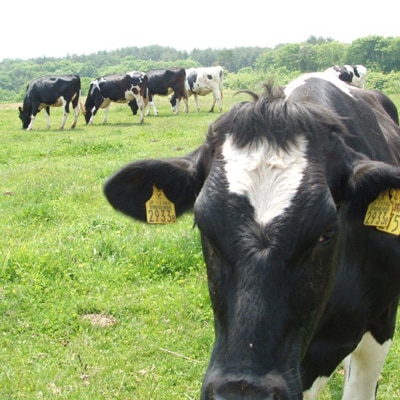 【毎月定期便】岩泉ヨーグルト 加糖(1kg×2袋)全3回【配送不可地域：離島】