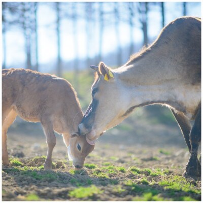 なかほら牧場のぷりん6個セット〔カスタード〕【配送不可地域：離島】