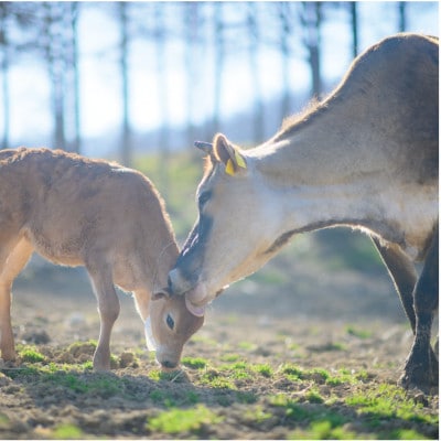 なかほら牧場のミルクアイス6個セット【配送不可地域：離島】